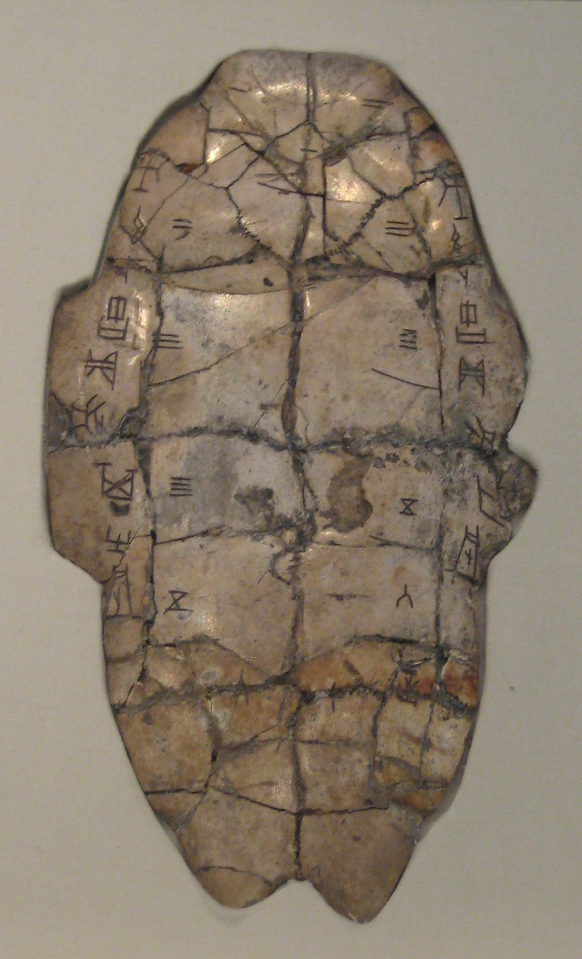 Reassembled Shang dynasty turtle plastron inscribed with oracle bone script