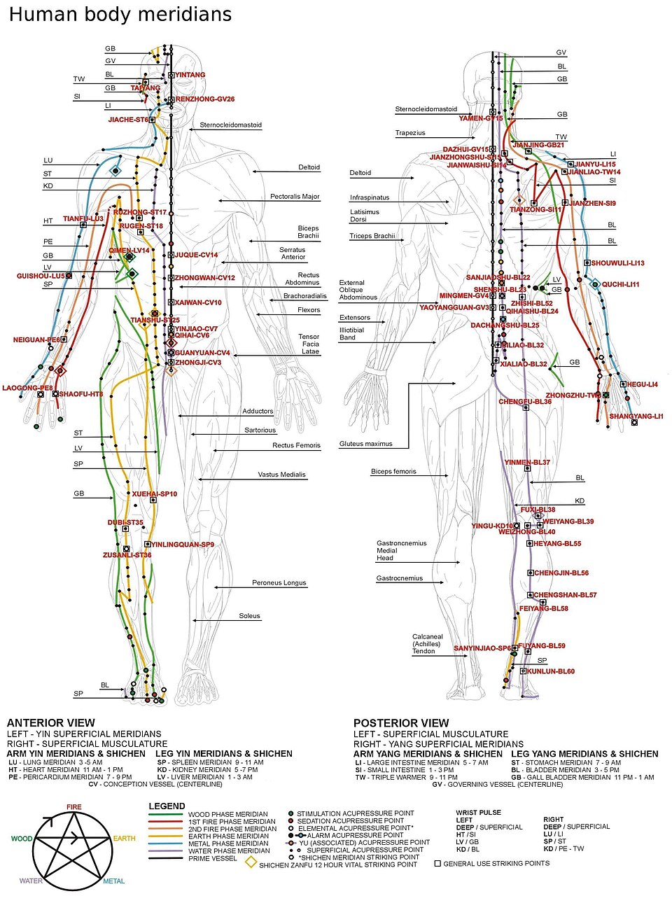Modern anatomical chart showing anterior and posterior views of the human body with color-coded meridian channels and labeled acupoints